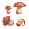 Penny bun mushrooms. Watercolor painting of four boletus edulis on white background. Watercolor Illustration.