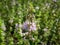 Pennyroyal  Mentha pulegium wild mint. Closeup of medicinal plant on a blurred background