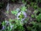 Pennyroyal Mint Mentha pulegium, herbs, medicinal plant . Closeup of medicinal plant on a blurred background