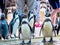 Penquin with friends close up standing show in side view in zoo thailand.