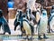 Penquin with friends close up standing show in side view in zoo thailand.