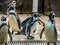 Penquin with friends close up standing show in side view in zoo thailand.