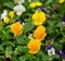 Pensies flowers, viola tricolor pansy