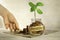 Pension. Glass jar with coins and a plant, in the background a female hand puts coins near a glass jar.