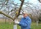 The pensioner cuts apple-tree branches with secateurs. Spring works in a garden