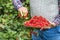 Pensioner farmer in garden holding plate full of red currants