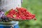 Pensioner farmer in garden holding plate full of red currants