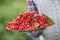 Pensioner farmer in garden holding plate full of red currants