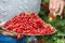 Pensioner farmer in garden holding plate full of red currants