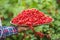 Pensioner farmer in garden holding plate full of red currants