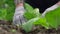 Pensioner in gloves spuds small plants on vegetable bed