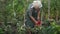 The pensioner looks after his garden. A woman is harvesting a tomato in a large red bucket. Organic farming