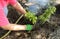 A pensioner is planting a chrysanthemum bush in the backyard of a water-filled hole. Elderly florist planting flowers in retiremen