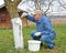 The pensioner is whitening the trunk of an apple tree at the dacha.  Spring garden work