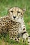 Pensive cheetah