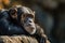 Pensive Chimpanzee Resting in Natural Habitat, AI Generated