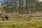 Pensive curly blonde woman sitting amid pristine nature in a park or meadow. Reflective, thoughtful person sits on a wooden bench