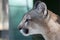 Pensive Florida Panther