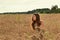 Pensive girl with a serious look among the spikelets on a wheat field in the setting sun