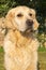 Pensive golden retriever dog not in the mood