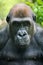 Pensive Gorilla