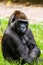 Pensive Gorilla