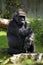 Pensive gorilla