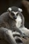Pensive Lemur in Thought