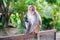 A pensive lonely monkey sits on a fence in the shade of a tree. The concept of animals in the zoo.