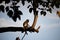 Pensive monkey sitting on a branch at sunset