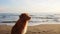 Pensive Nova Scotia Duck Tolling Retriever dog at the beach, waves whispering.