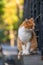 Pensive Orange and White Cat Perched on a Wall Looking Away