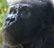 Pensive Orangutan