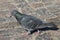 Pensive pigeon walking on stone pavement