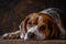 Pensive Pooch: Beagle\\\'s Contemplative Moment