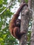 Pensive redhead teen orangutan grabbed the tree and looking away
