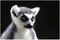 Pensive Ring Tailed Lemur