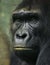 Pensive sad gorilla