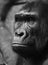 Pensive sad gorilla