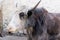 Pensive yak with white-brown horns