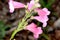 Penstemon \'Apple Blossom\'