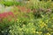 Penstemon barbatus and Achillea milefolium