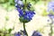 Penstemon with blue flowers