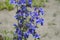 Penstemon with blue flowers