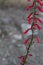 PENSTEMON EATONII BLOOM - SAN BERNARDINO MTNS - 060920 B