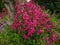 Penstemon `Garnet`