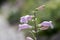 Penstemon grandiflorus perennial pink purple flowers, beautiful flowering plant