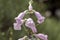 Penstemon grandiflorus perennial pink purple flowers, beautiful flowering plant