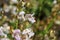 Penstemon Grinnellii Bloom - San Jacinto Mtns - 061222