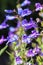 Penstemon heterophyllus `Heavenly Blue`